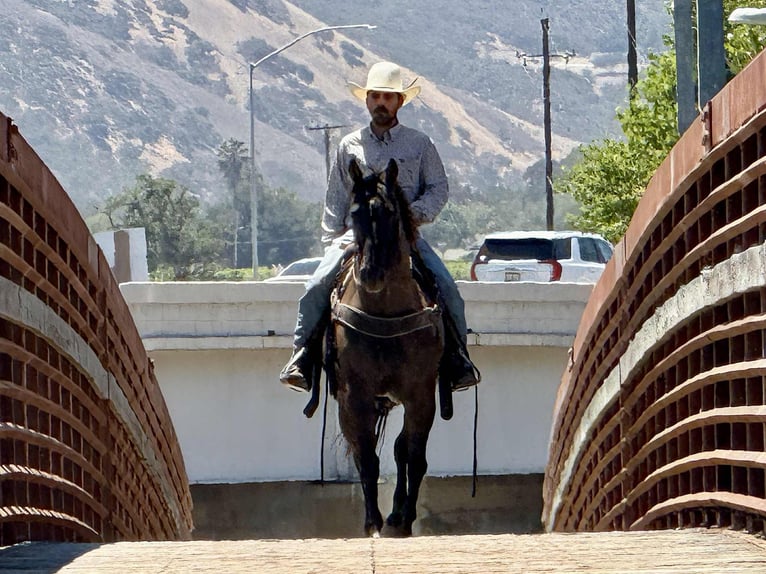 American Quarter Horse Wallach 12 Jahre 152 cm Grullo in Paicines CA
