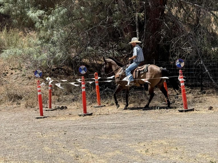 American Quarter Horse Wallach 12 Jahre 152 cm Grullo in Paicines CA