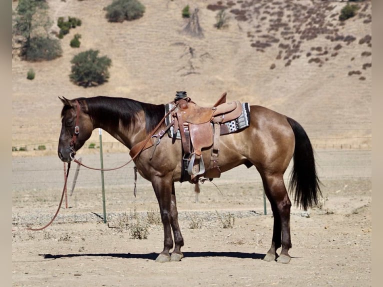American Quarter Horse Wallach 12 Jahre 152 cm Grullo in Paicines CA