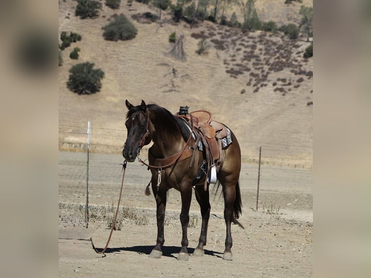 American Quarter Horse Wallach 12 Jahre 152 cm Grullo in Paicines CA