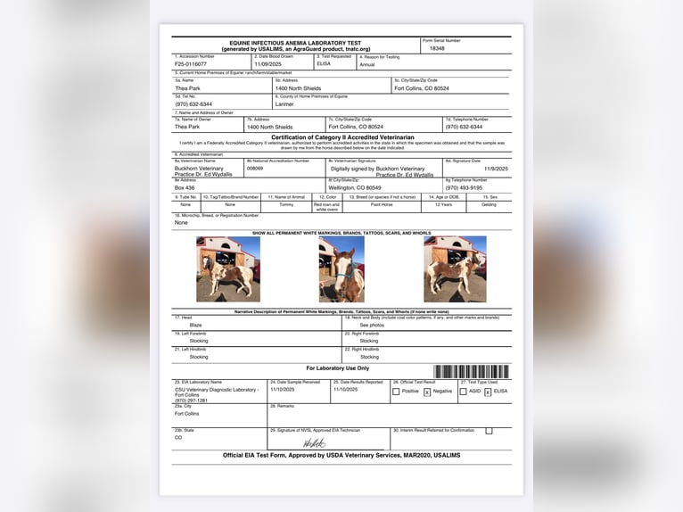 American Quarter Horse Wallach 12 Jahre 152 cm Overo-alle-Farben in Fort Collins