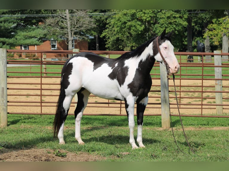 American Quarter Horse Wallach 12 Jahre 152 cm Overo-alle-Farben in Sanora KY