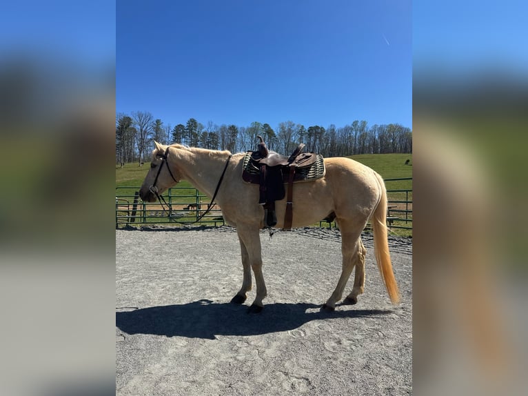 American Quarter Horse Wallach 12 Jahre 152 cm Palomino in Asheville