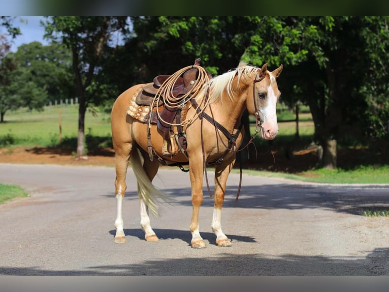 American Quarter Horse Wallach 12 Jahre 152 cm Palomino in Cleburne TX