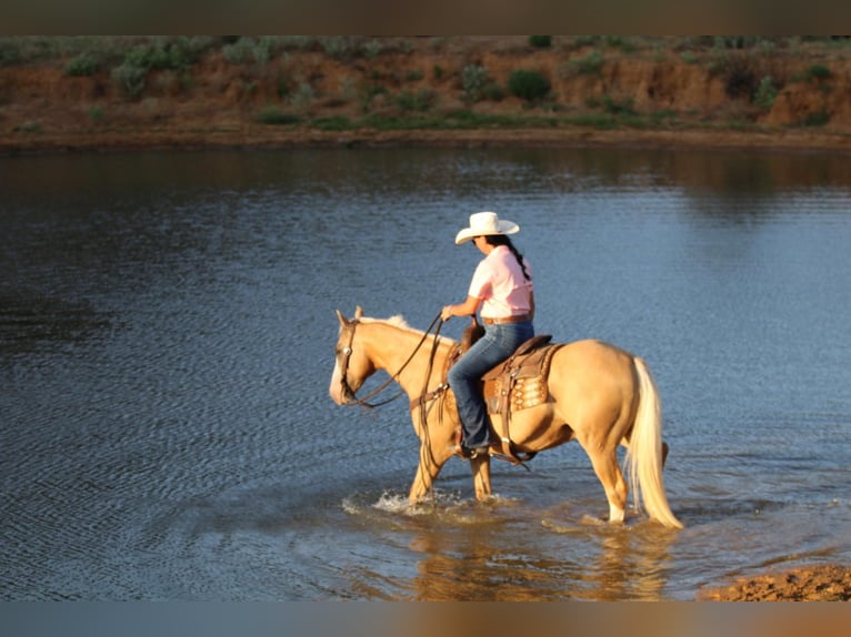 American Quarter Horse Wallach 12 Jahre 152 cm Palomino in Cleburne TX