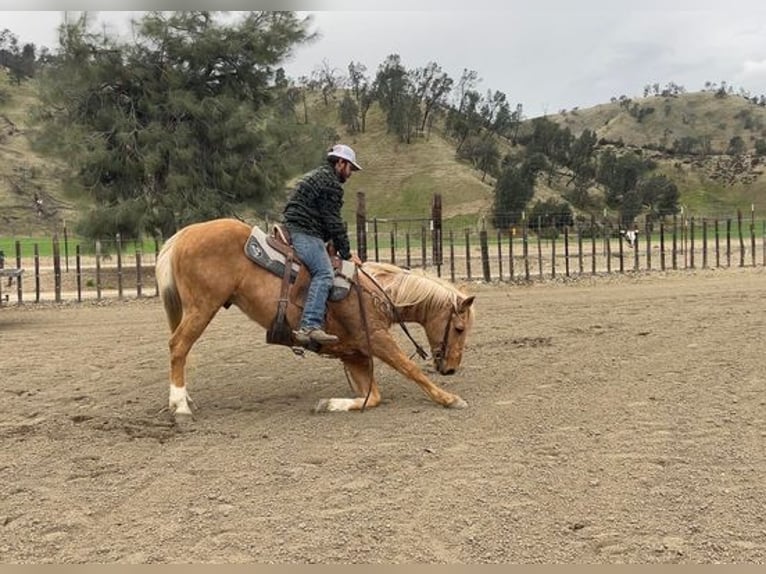 American Quarter Horse Wallach 12 Jahre 152 cm Palomino in Paicines, CA
