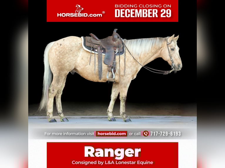 American Quarter Horse Wallach 12 Jahre 152 cm Palomino in Needmore