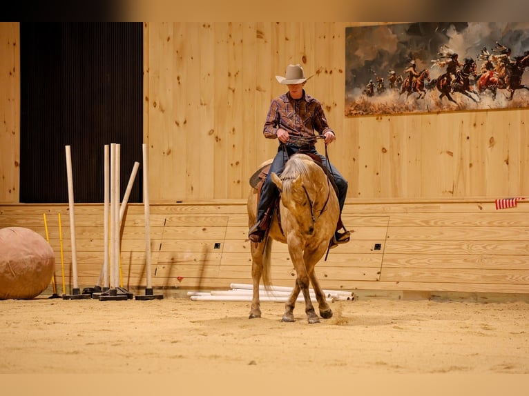 American Quarter Horse Wallach 12 Jahre 152 cm Palomino in Needmore