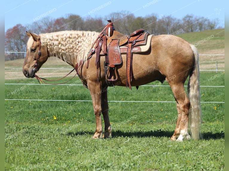 American Quarter Horse Wallach 12 Jahre 152 cm Palomino in Shippenville