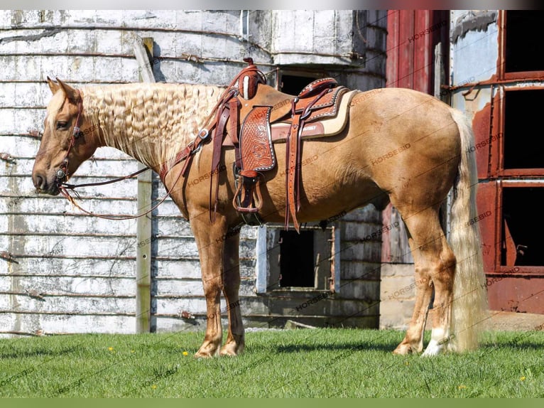 American Quarter Horse Wallach 12 Jahre 152 cm Palomino in Shippenville