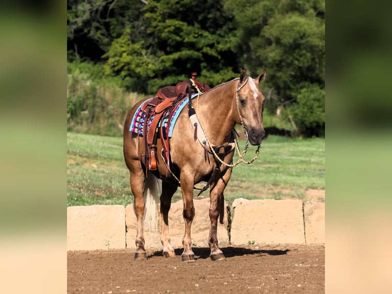 American Quarter Horse Wallach 12 Jahre 152 cm Palomino in Millersburg