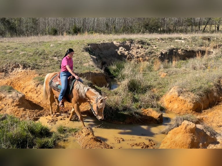 American Quarter Horse Wallach 12 Jahre 152 cm Palomino in Athens, TX