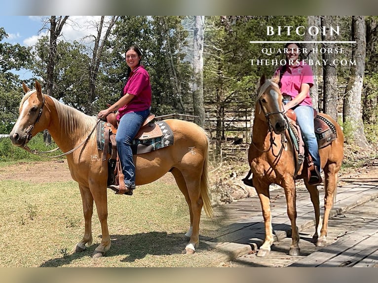American Quarter Horse Wallach 12 Jahre 152 cm Palomino in Athens, TX