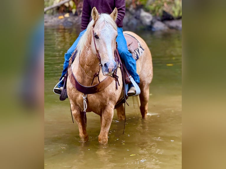 American Quarter Horse Wallach 12 Jahre 152 cm Palomino in Paicines CA
