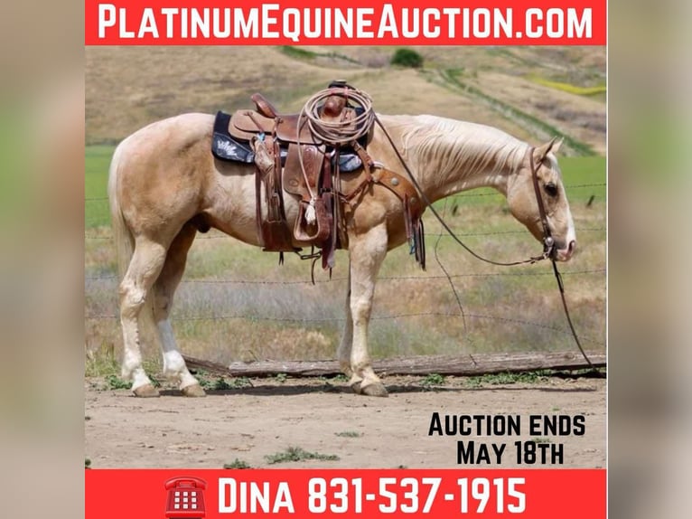 American Quarter Horse Wallach 12 Jahre 152 cm Palomino in Paicines CA