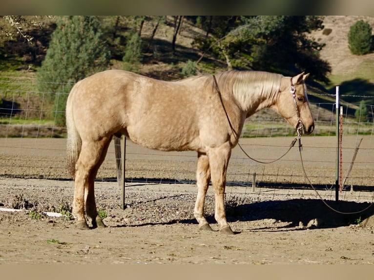 American Quarter Horse Wallach 12 Jahre 152 cm Palomino in Paicines CA