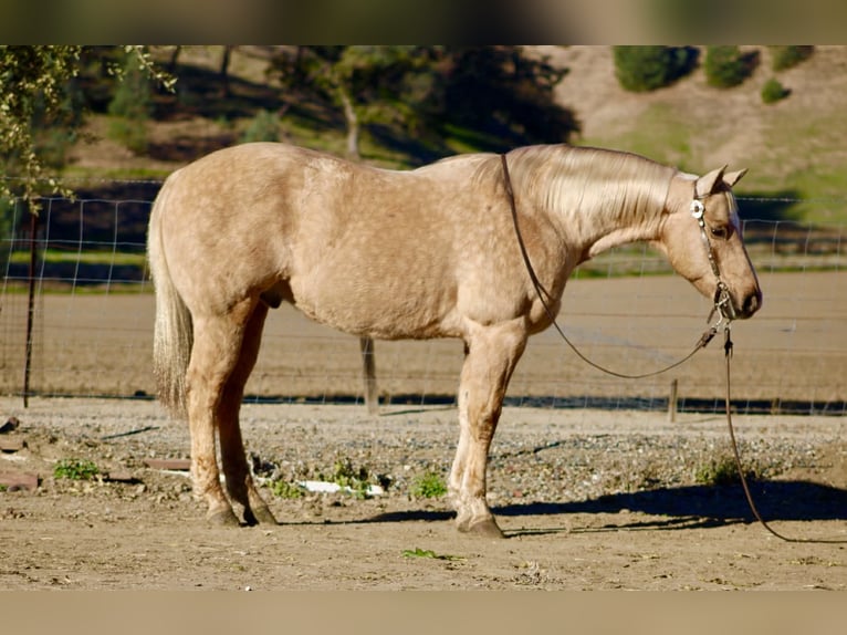 American Quarter Horse Wallach 12 Jahre 152 cm Palomino in Paicines CA