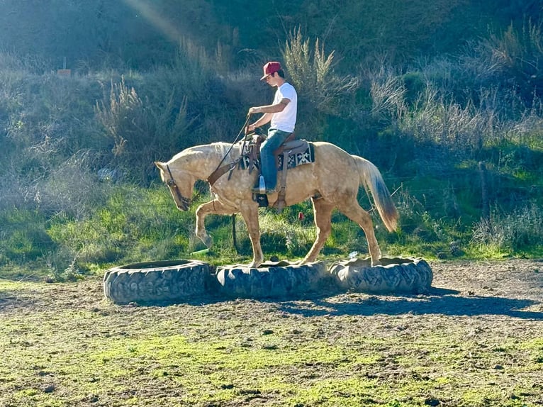 American Quarter Horse Wallach 12 Jahre 152 cm Palomino in Paicines CA