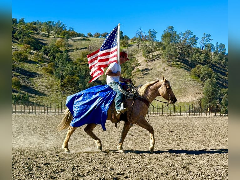 American Quarter Horse Wallach 12 Jahre 152 cm Palomino in Paicines CA