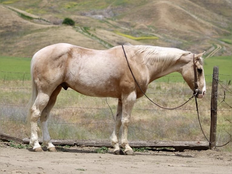 American Quarter Horse Wallach 12 Jahre 152 cm Palomino in Paicines CA
