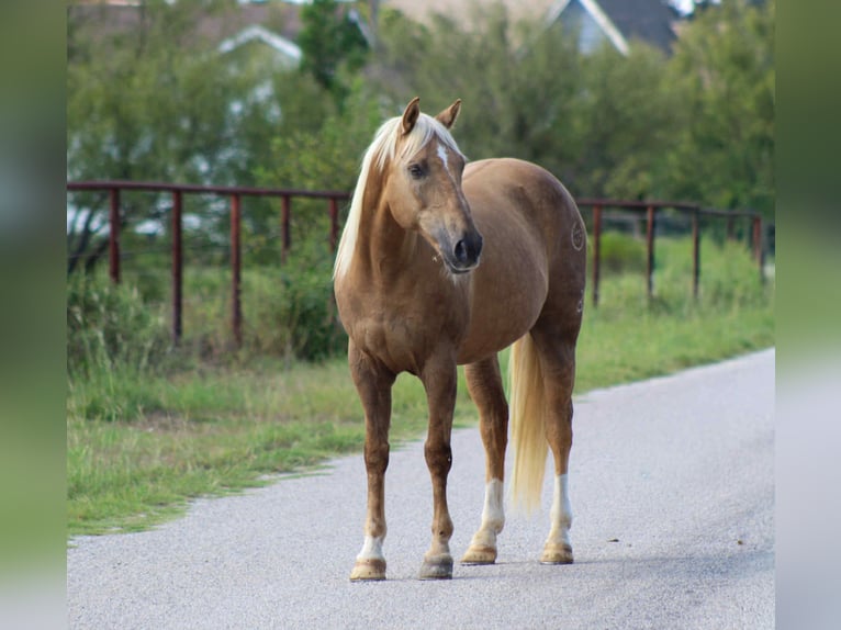 American Quarter Horse Wallach 12 Jahre 152 cm Palomino in Stephenville TX