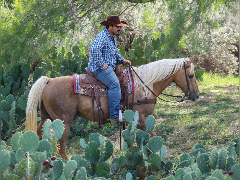 American Quarter Horse Wallach 12 Jahre 152 cm Palomino in Stephenville TX