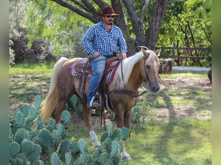 American Quarter Horse Wallach 12 Jahre 152 cm Palomino in Stephenville TX