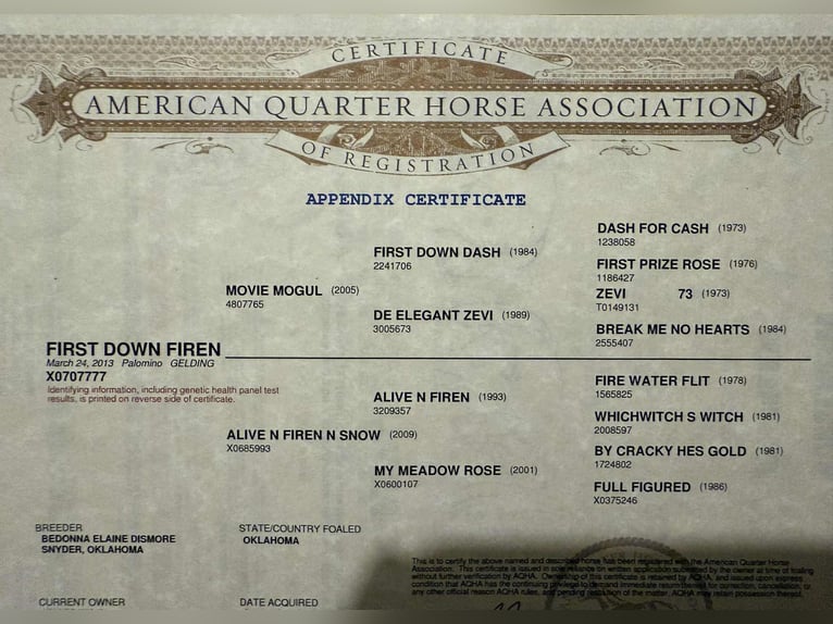 American Quarter Horse Wallach 12 Jahre 152 cm Palomino in Stephenville TX