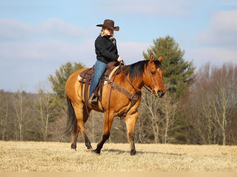 American Quarter Horse Wallach 12 Jahre 152 cm in Clarion, PA