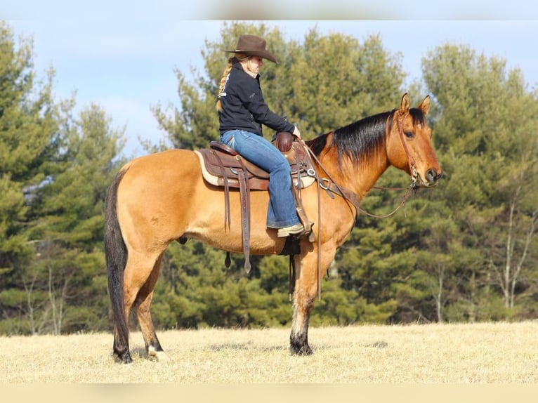 American Quarter Horse Wallach 12 Jahre 152 cm in Clarion, PA