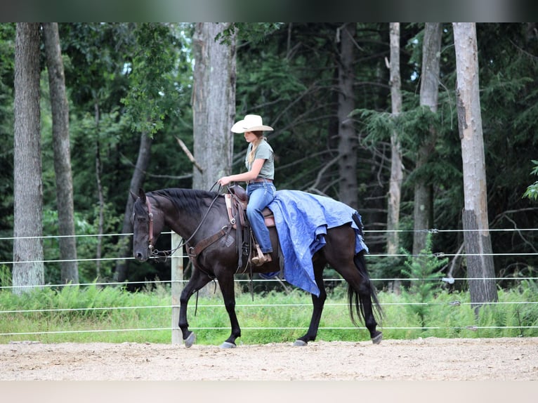 American Quarter Horse Wallach 12 Jahre 152 cm Rappe in Clarion, PA