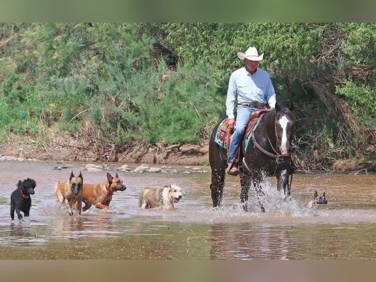 American Quarter Horse Wallach 12 Jahre 152 cm Rappe in Calvert