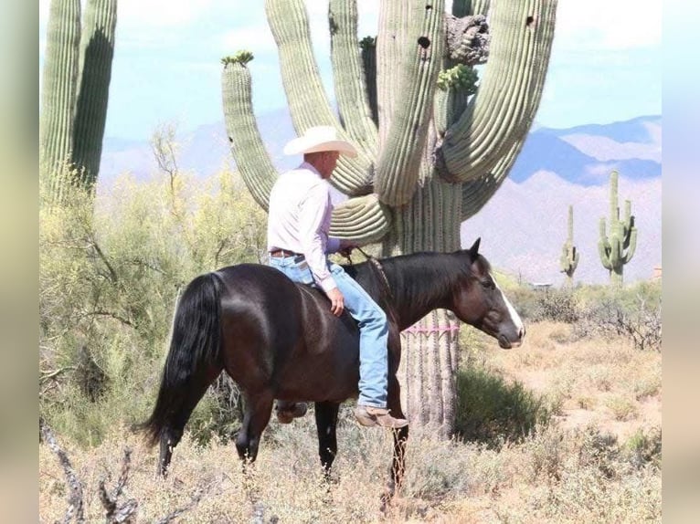 American Quarter Horse Wallach 12 Jahre 152 cm Rappe in Calvert