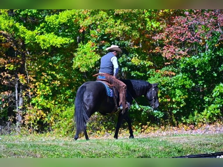 American Quarter Horse Wallach 12 Jahre 152 cm Rappe in Fredericksburg, OH