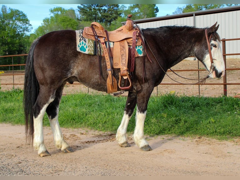 American Quarter Horse Wallach 12 Jahre 152 cm Rappe in Rusk