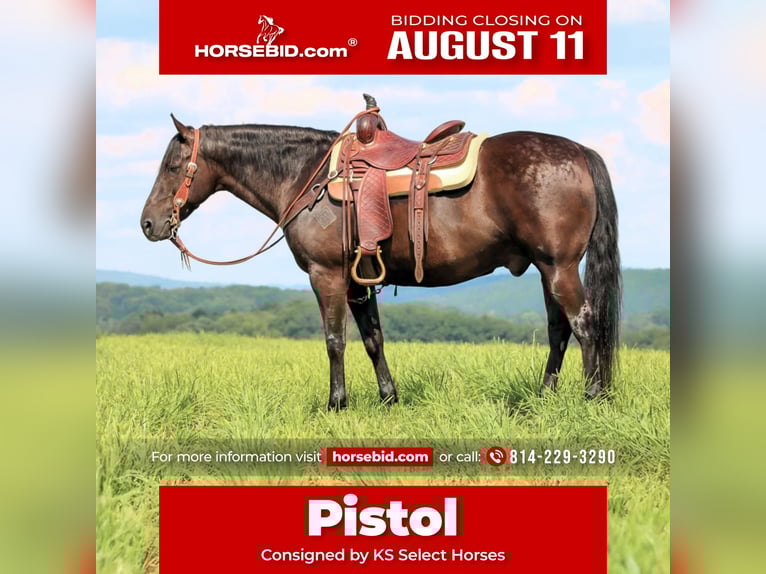American Quarter Horse Wallach 12 Jahre 152 cm Rappe in Clarion, PA