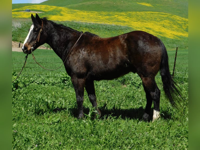 American Quarter Horse Wallach 12 Jahre 152 cm Rappe in Paicaies CA