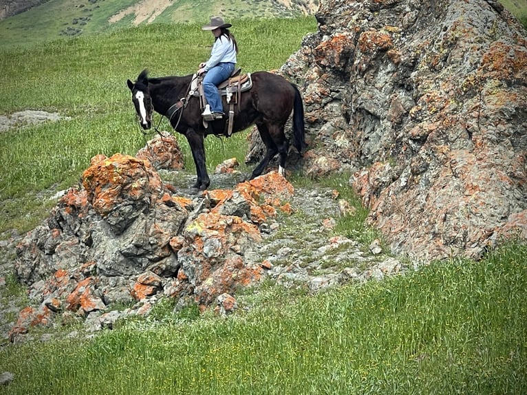 American Quarter Horse Wallach 12 Jahre 152 cm Rappe in Paicaies CA