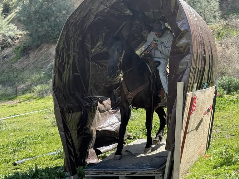 American Quarter Horse Wallach 12 Jahre 152 cm Rappe in Paicines CA