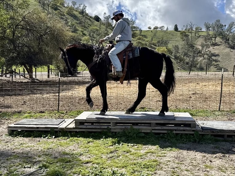 American Quarter Horse Wallach 12 Jahre 152 cm Rappe in Paicines CA