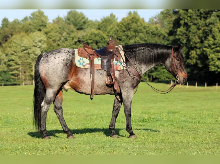 American Quarter Horse Wallach 12 Jahre 152 cm Roan-Bay in Clarion