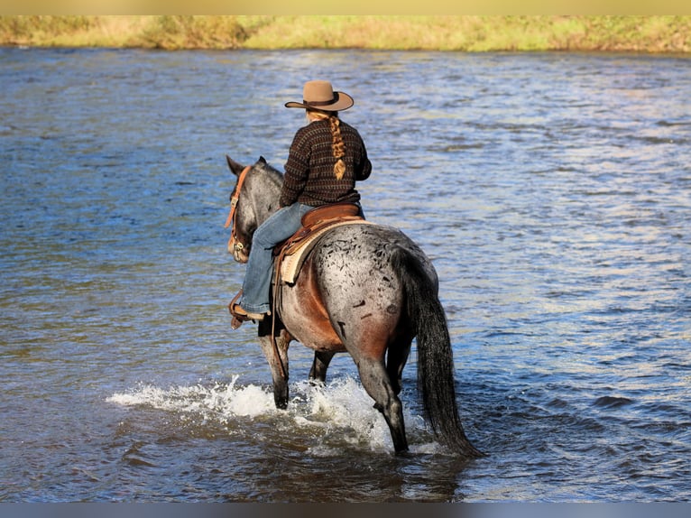 American Quarter Horse Wallach 12 Jahre 152 cm Roan-Bay in Clarion