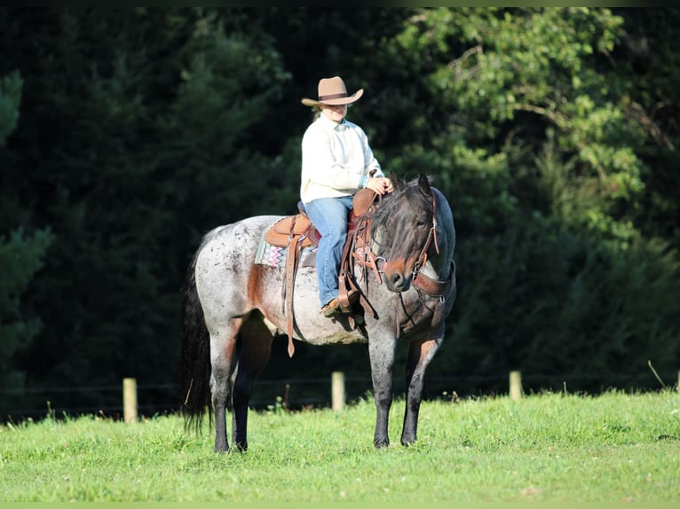 American Quarter Horse Wallach 12 Jahre 152 cm Roan-Bay in Clarion