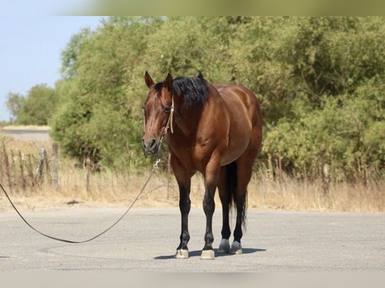 American Quarter Horse Wallach 12 Jahre 152 cm Roan-Bay in Paicines CA