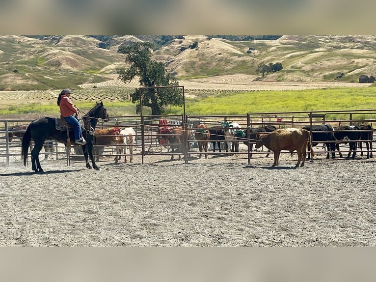 American Quarter Horse Wallach 12 Jahre 152 cm Roan-Blue in Paicines, CA
