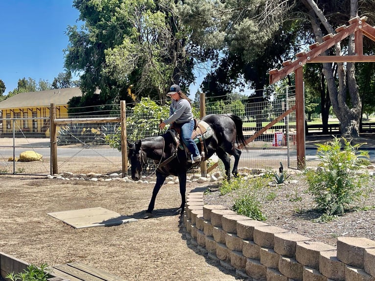 American Quarter Horse Wallach 12 Jahre 152 cm Roan-Blue in Paicines, CA