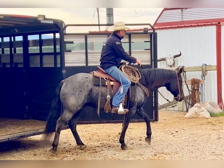American Quarter Horse Wallach 12 Jahre 152 cm Roan-Blue in Drummond, MT