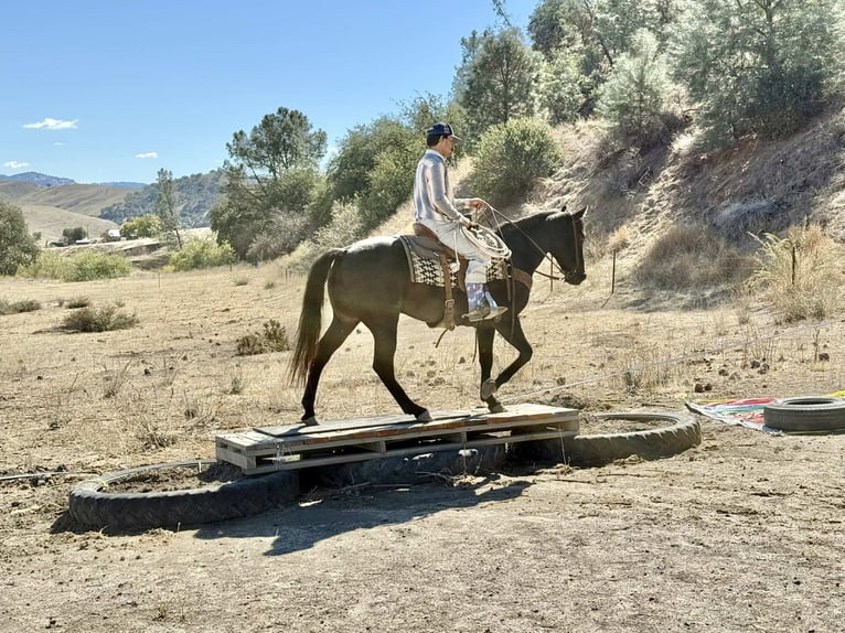 American Quarter Horse Wallach 12 Jahre 152 cm Roan-Blue in Paicines CA