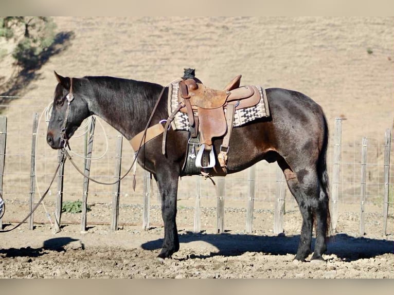 American Quarter Horse Wallach 12 Jahre 152 cm Roan-Blue in Paicines CA