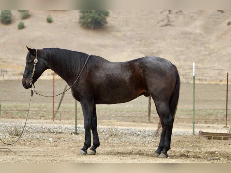 American Quarter Horse Wallach 12 Jahre 152 cm Roan-Blue in Paicines CA